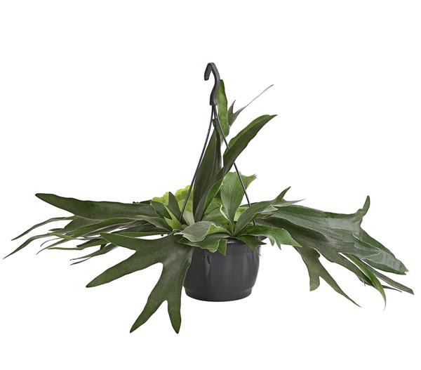 Geweihfarn - Platycerium bifurcatum