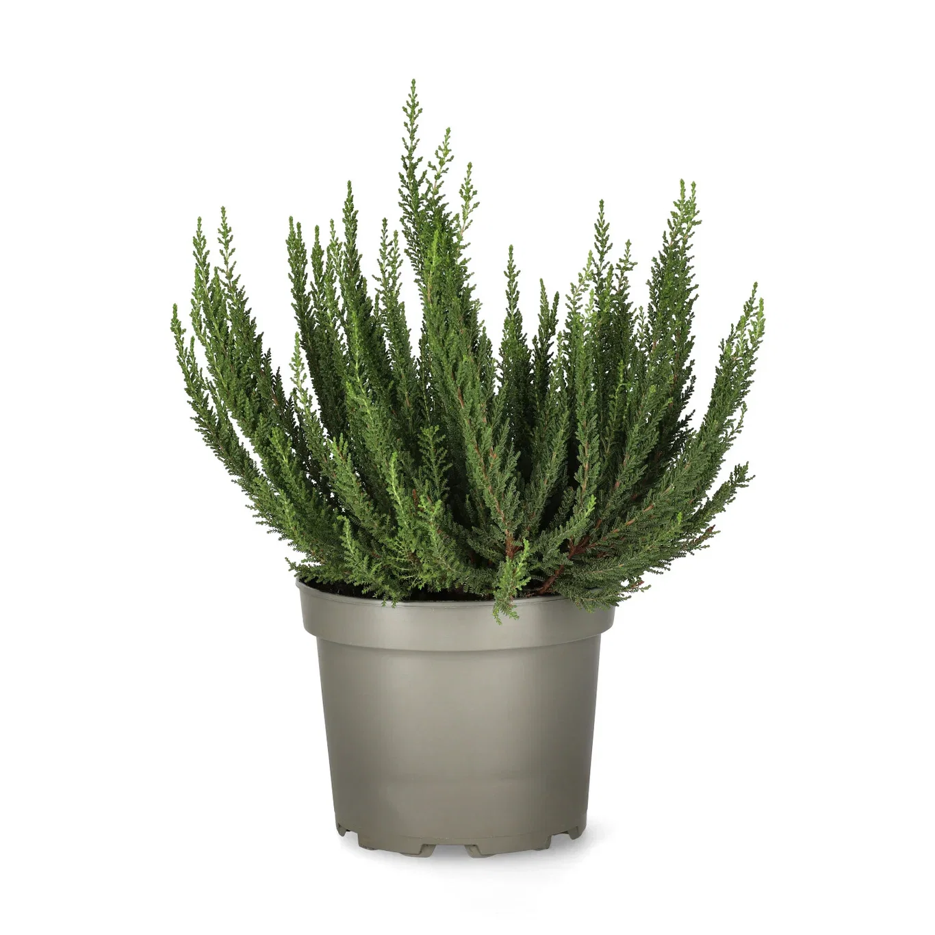 Calluna vulgaris SKYLINE Røsslyng SKYLINE Ø17 cm