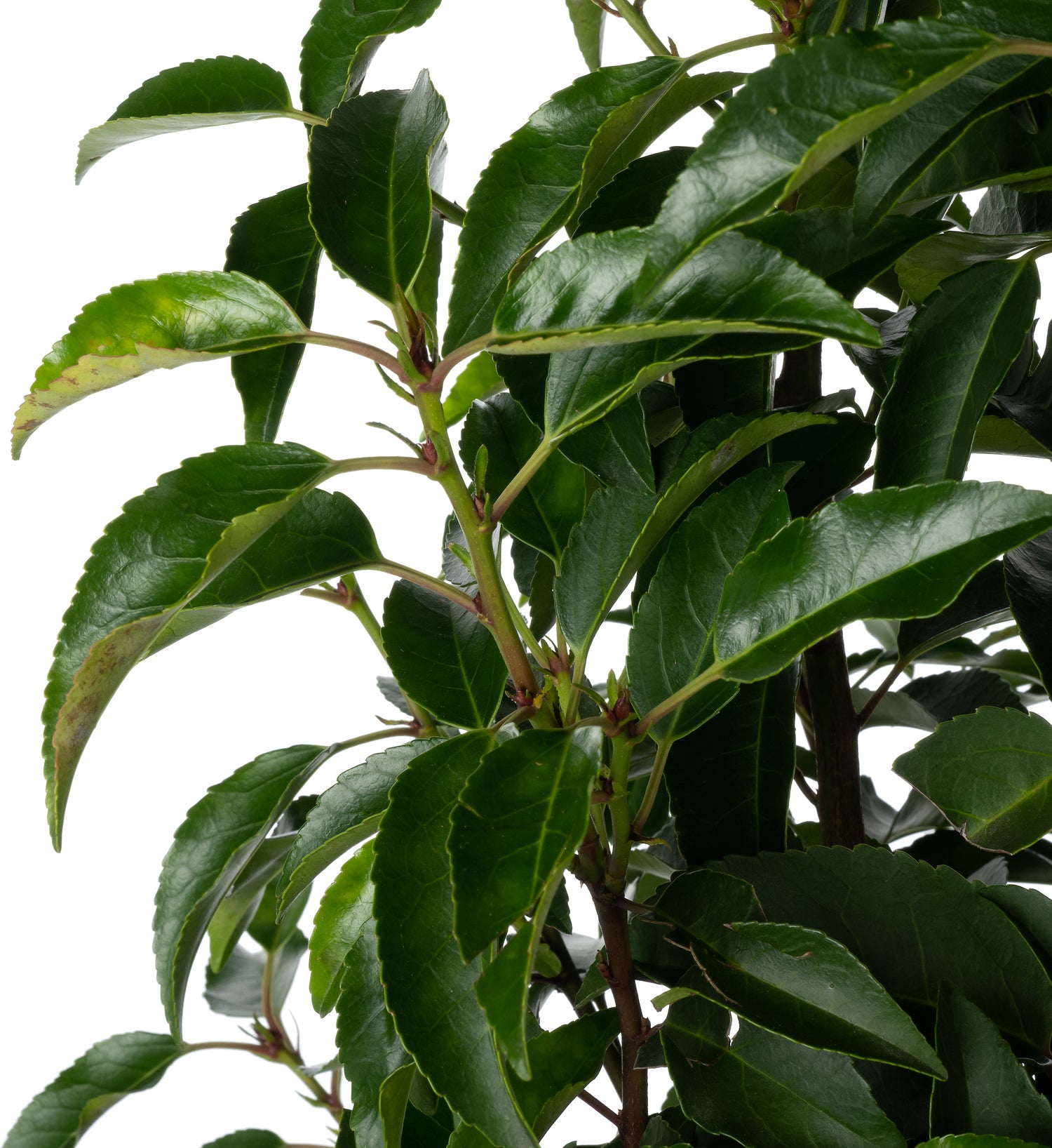 Portugese Laurier (Prunus lusitanica 'Angustifolia') D 29 H 100 cm
