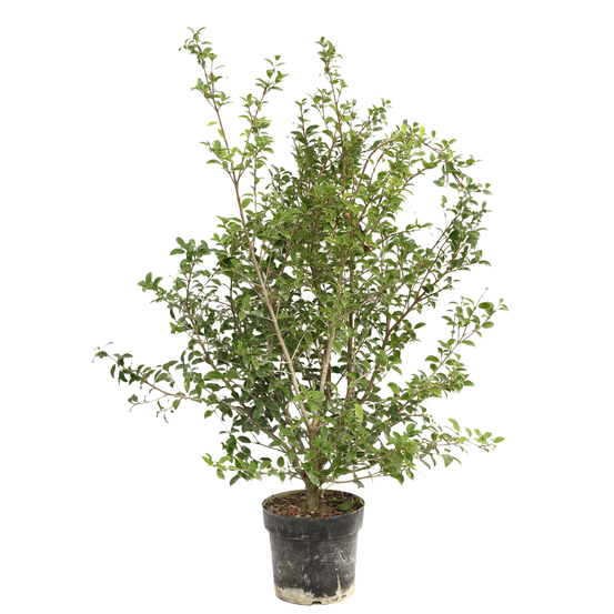 Osmanthus x burkwoodi : ctr 7 litres H 60/80 cm
