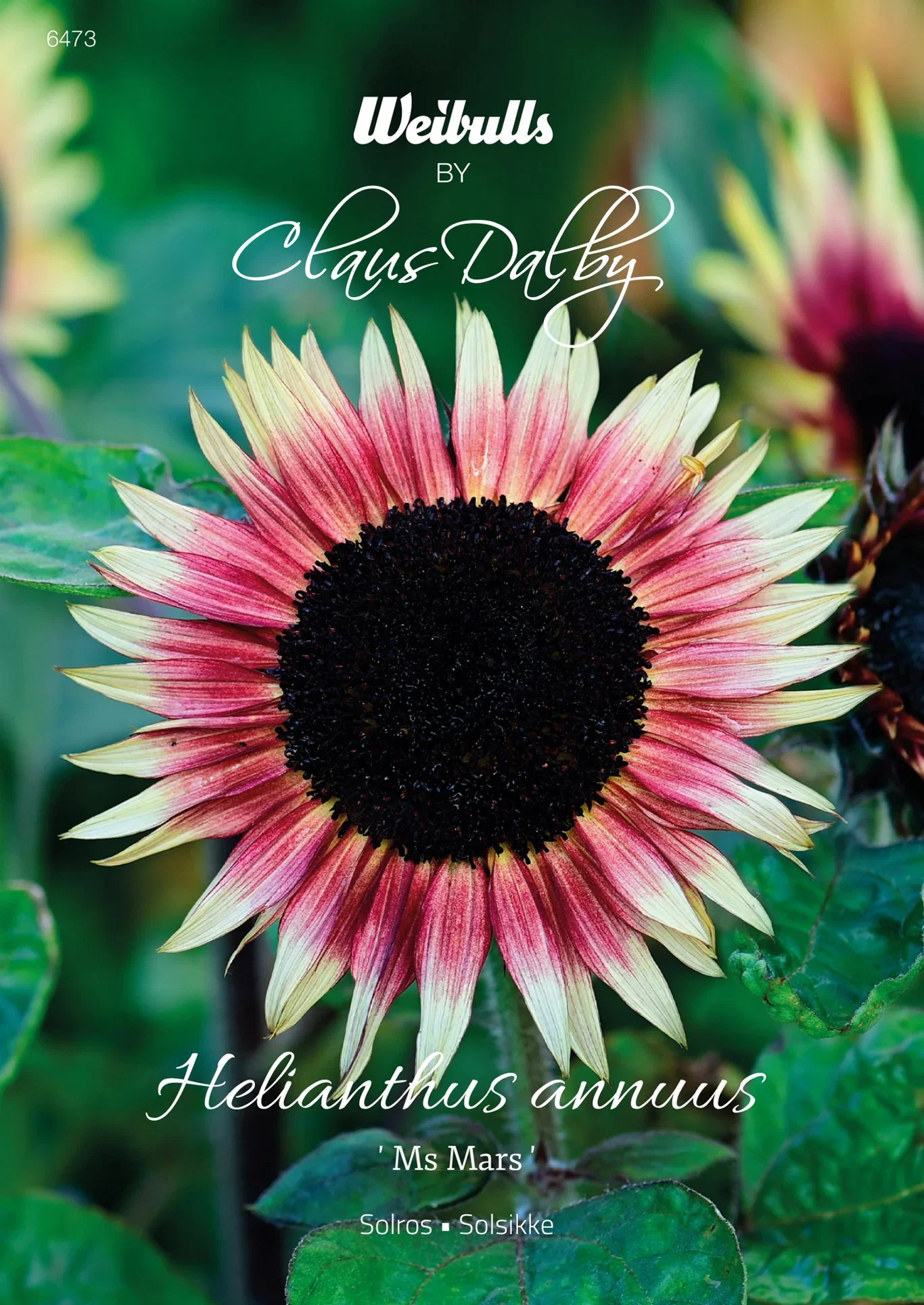 Helianthus annuus 'Ms Mars' Solsikke 'Ms Mars