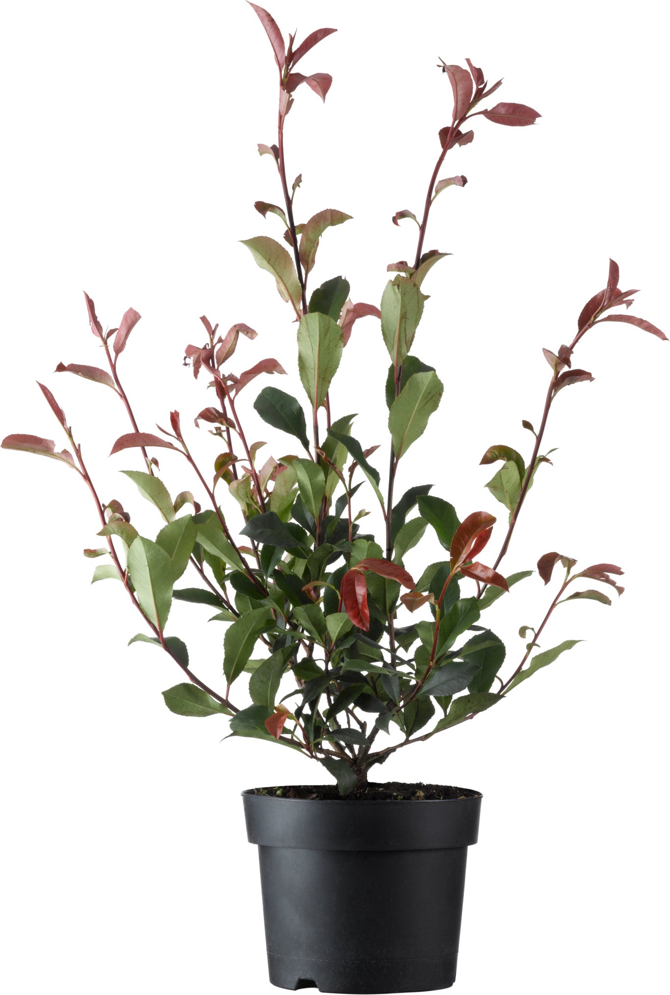 Glansmispel (Photinia x fraseri 'Carré Rouge') D 23 H 60 cm