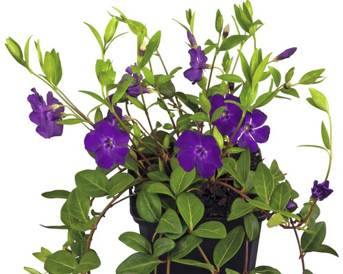 Violetbloeiende maagdenpalm FloraSelf Vinca minor 'Atropurpurea' 5/7 scheuten Ø 9 cm pot