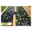 Ugressdekkduk 5x2 m 80 g/m²