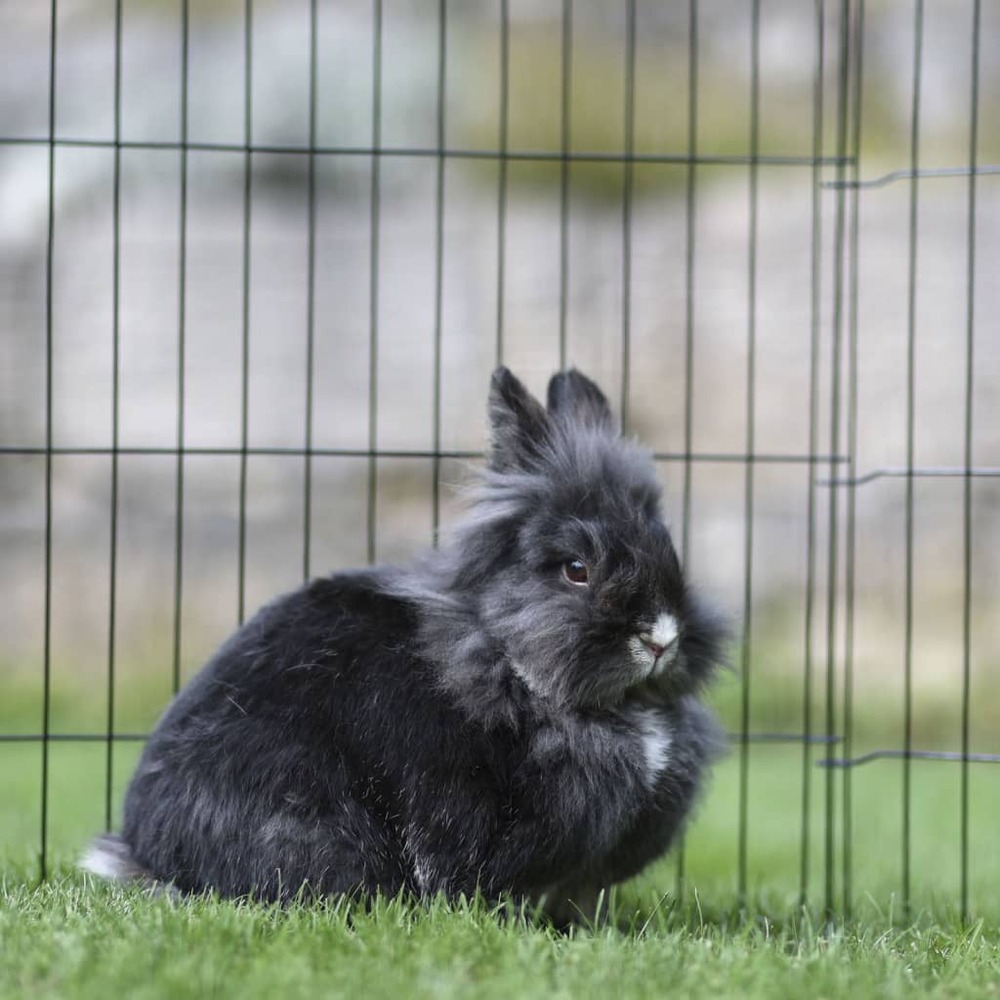 Enclos d'extérieur avec porte pour animaux de compagnie argenté