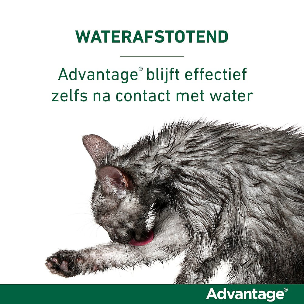 Advantage kat 40 vlooienmiddel