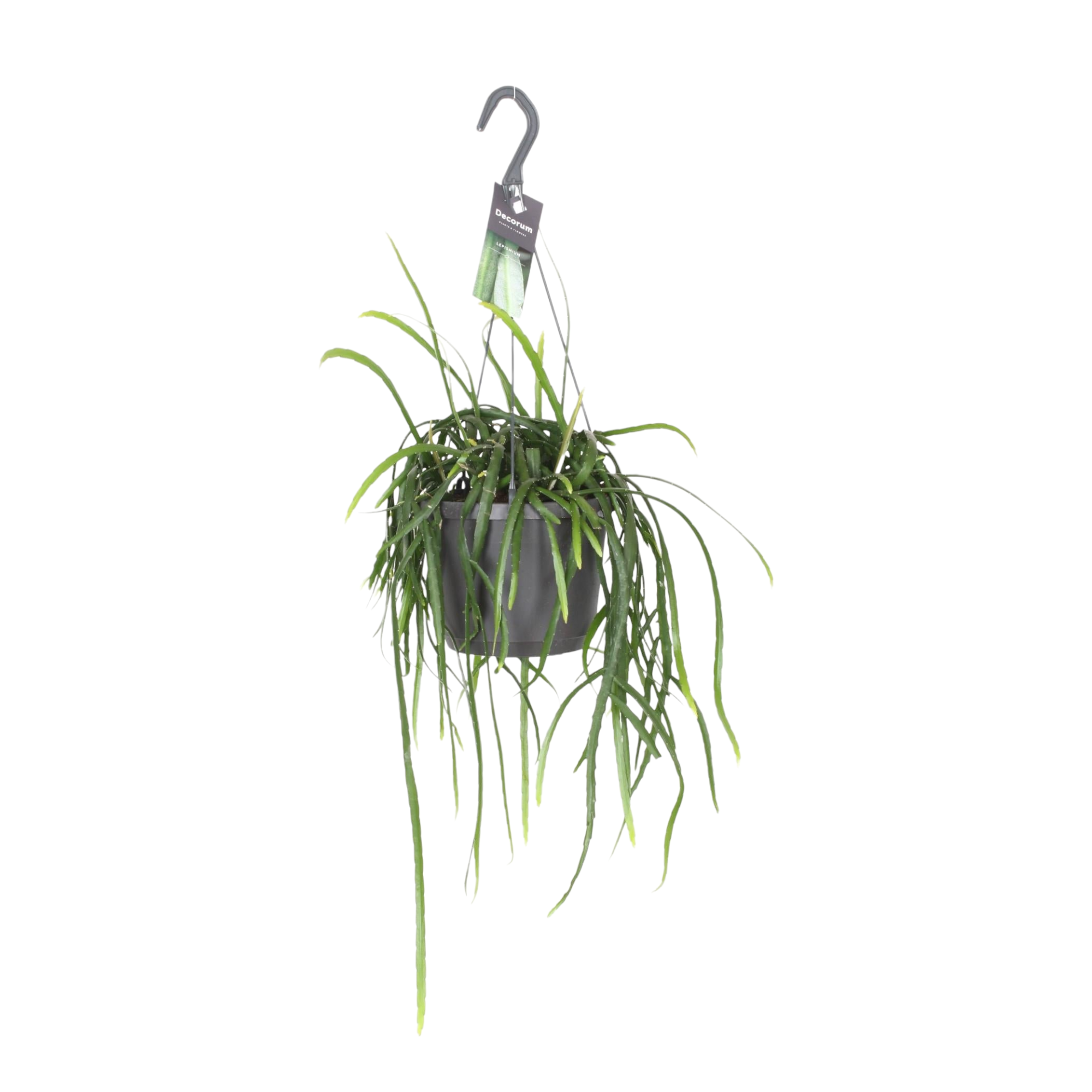 Plante d'intérieur - lepisium bolivianum 40.0cm