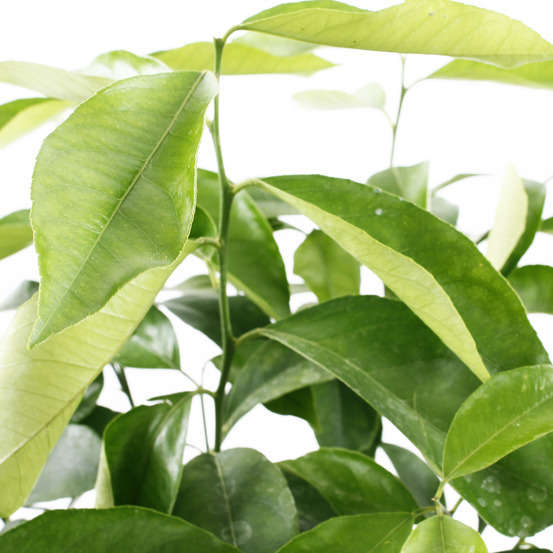 Citronnier 4 saisons:AB conteneur 3 litres