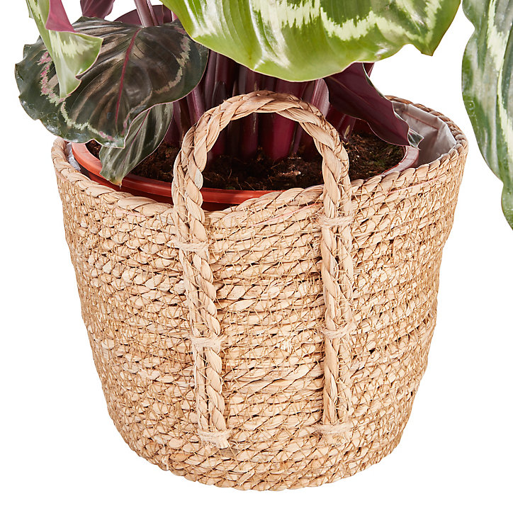 Calathéa médaillon 19cm