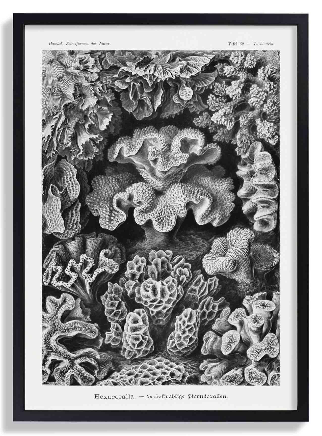 Hexacoralla I von Ernst Haeckel