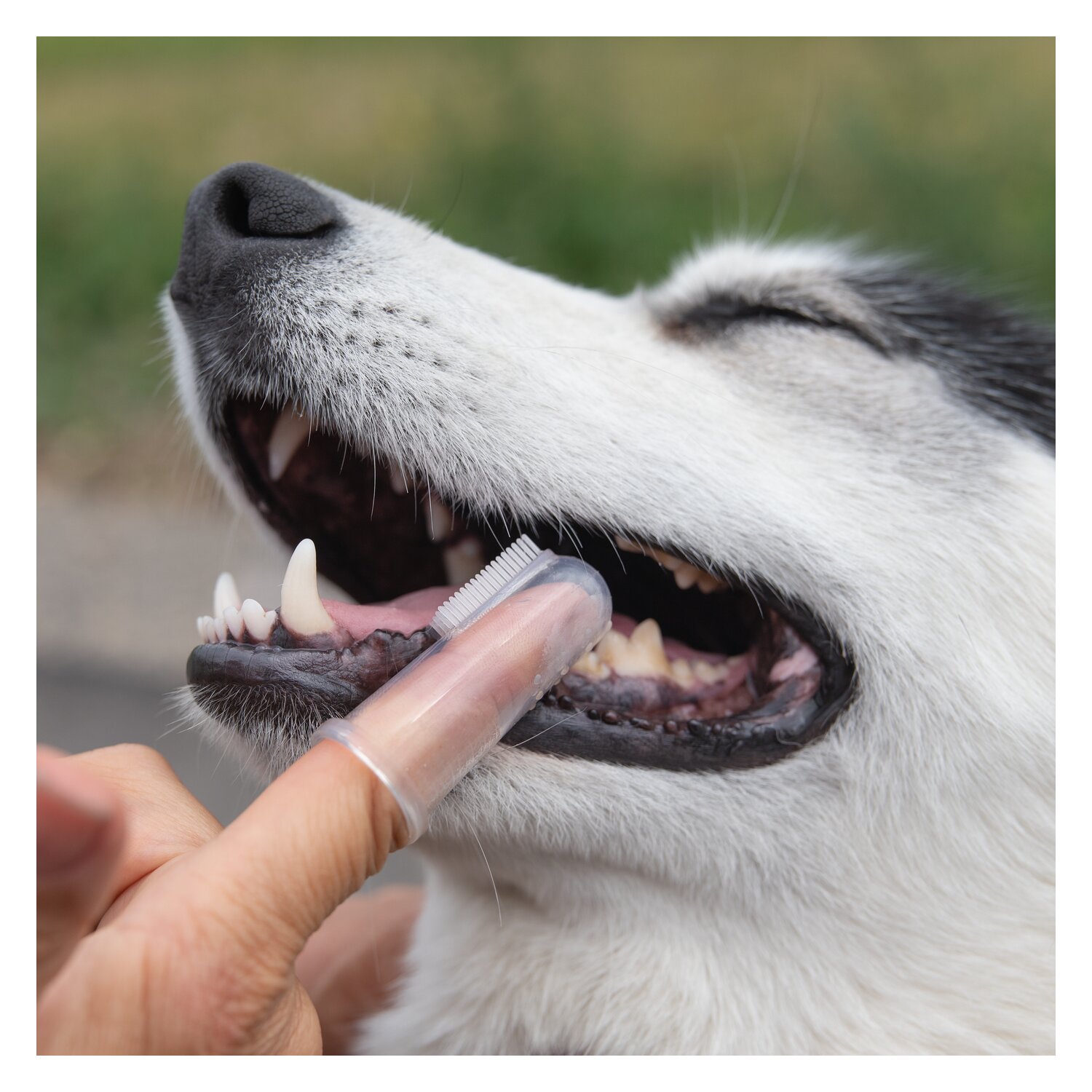 pawberry Fingerzahnbürste  - transparent