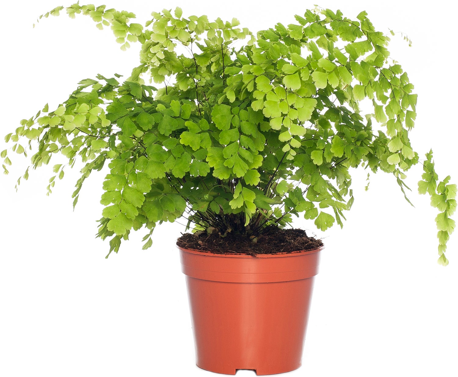 Venushaar (Adiantum raddianum 'Fragrans') D 14 H 40 cm