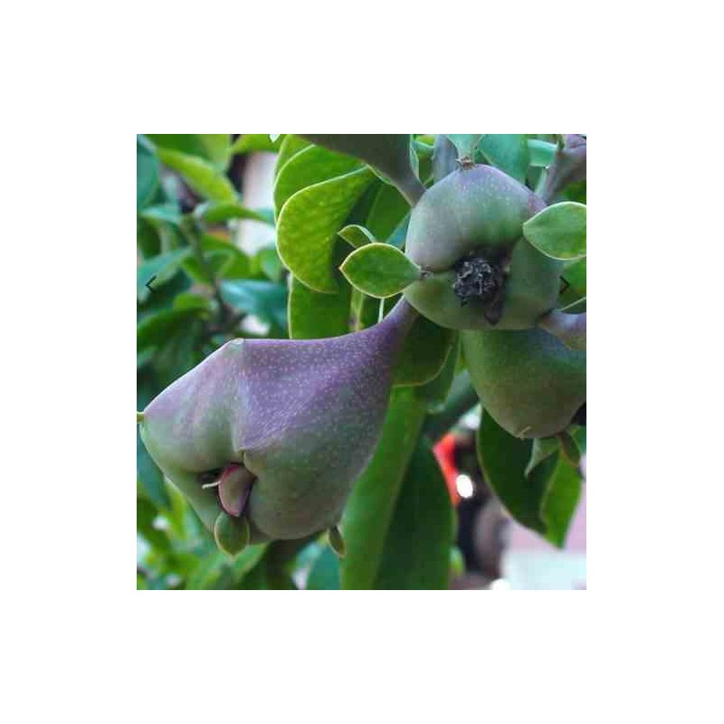 Pereskia grandifolia (cactus an arbre) taille pot de 2 litres ? 20/30 cm - rose