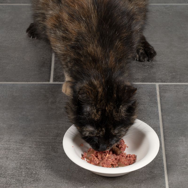 Gamelle en bambou TIAKI pour chat et petit chien