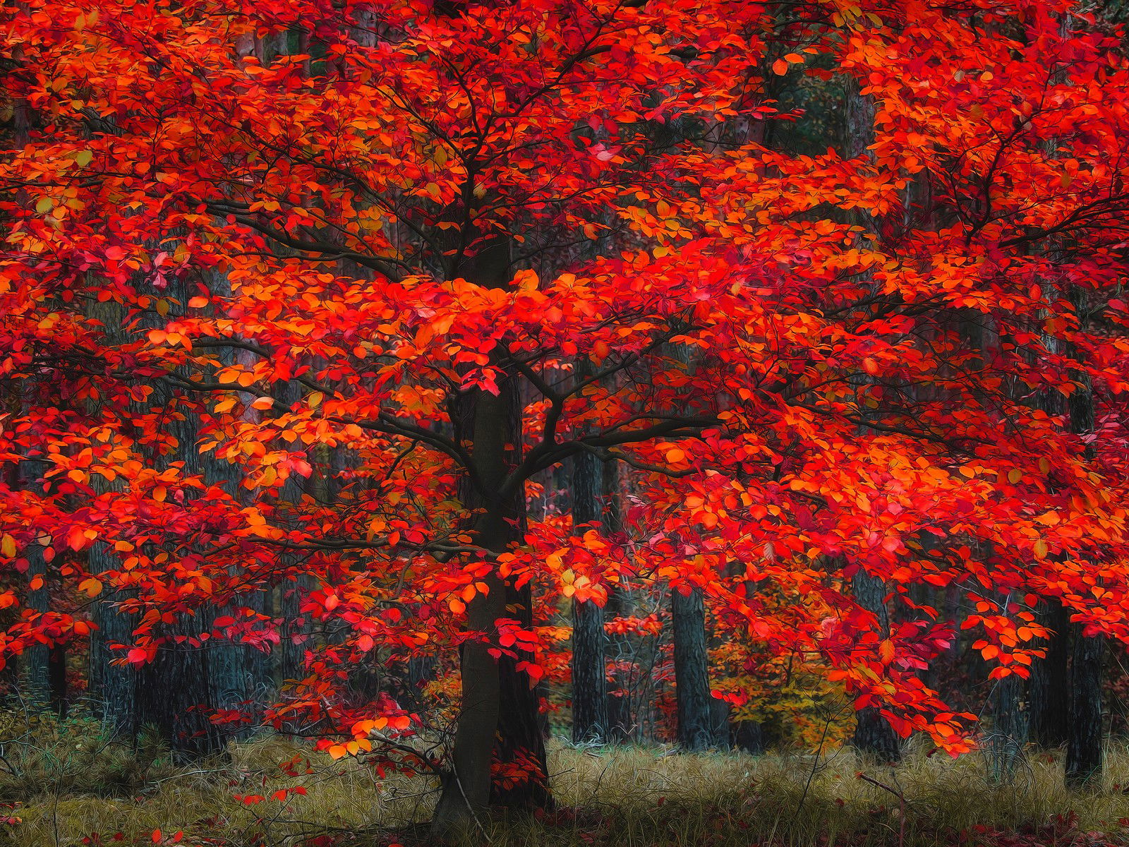 Indian Summer by Christiane Steinicke - Limited Edition. Edition of: 150. Signed.