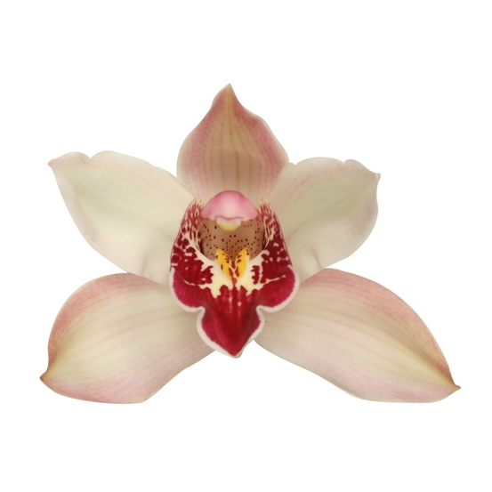 Orchidée Cymbidium nain rose 3 tiges - pot D12cm