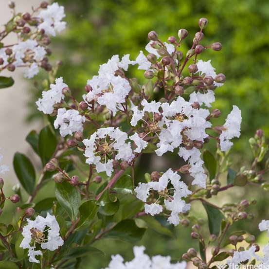 Lilas des Indes 1/2 tige 6/8cm 15L