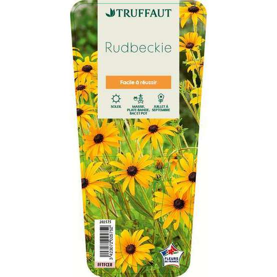 Rudbeckie : godet vert