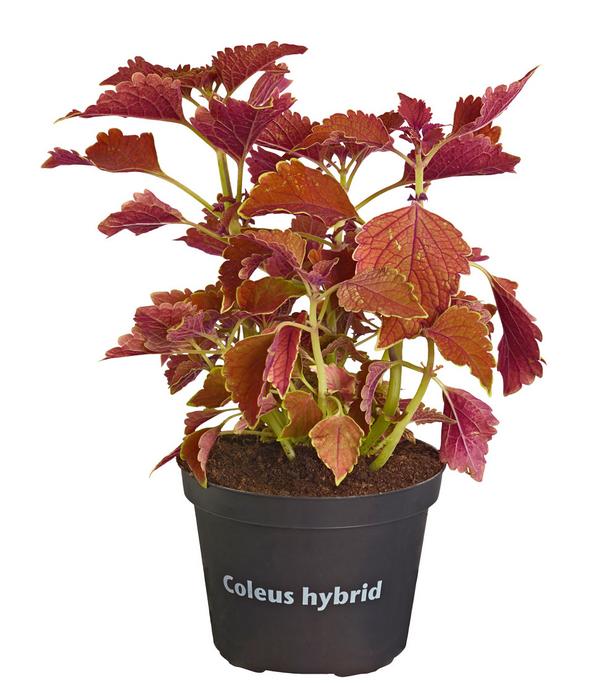 Buntnessel - Solenostemon scutellarioides,