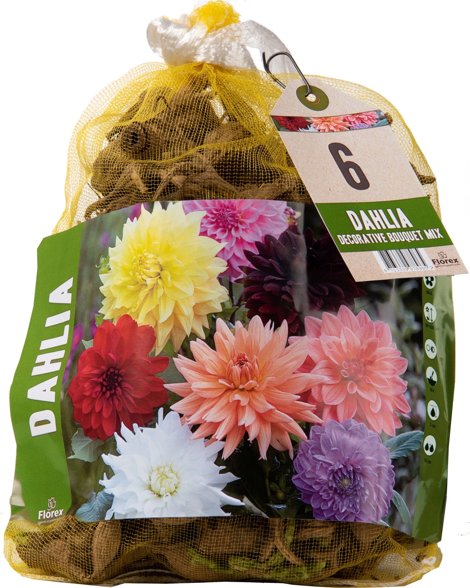 Florex dahlia knol (Dahlia deco Bouquet) gemengd 6 stuks