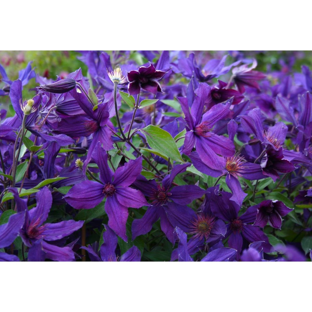 Clématite saphyra® violetta 