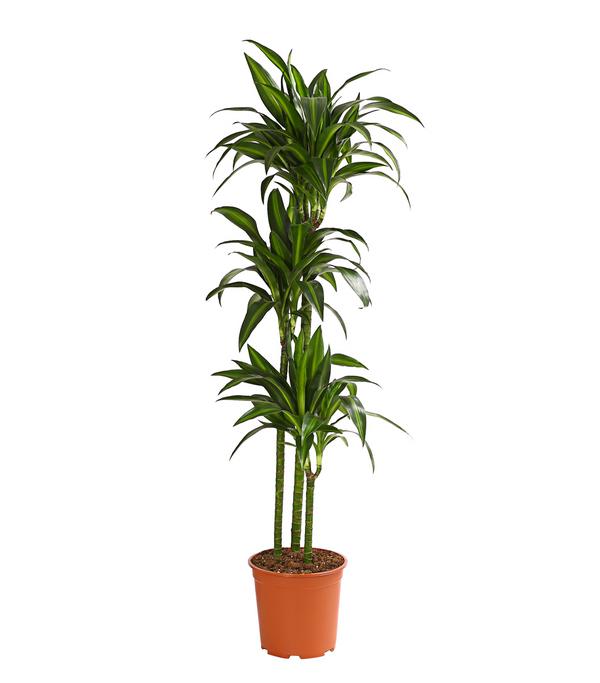 Drachenbaum - Dracaena fragrans 'Hawaiian