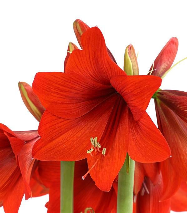 Amaryllis - Hippeastrum-Hybride, verschiedene