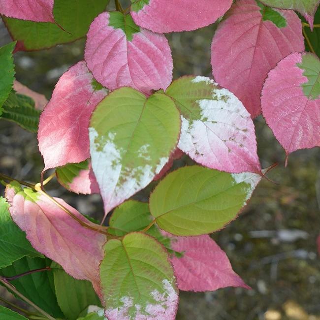 Actinidia kolomikta - actinidia kolomikta 3l