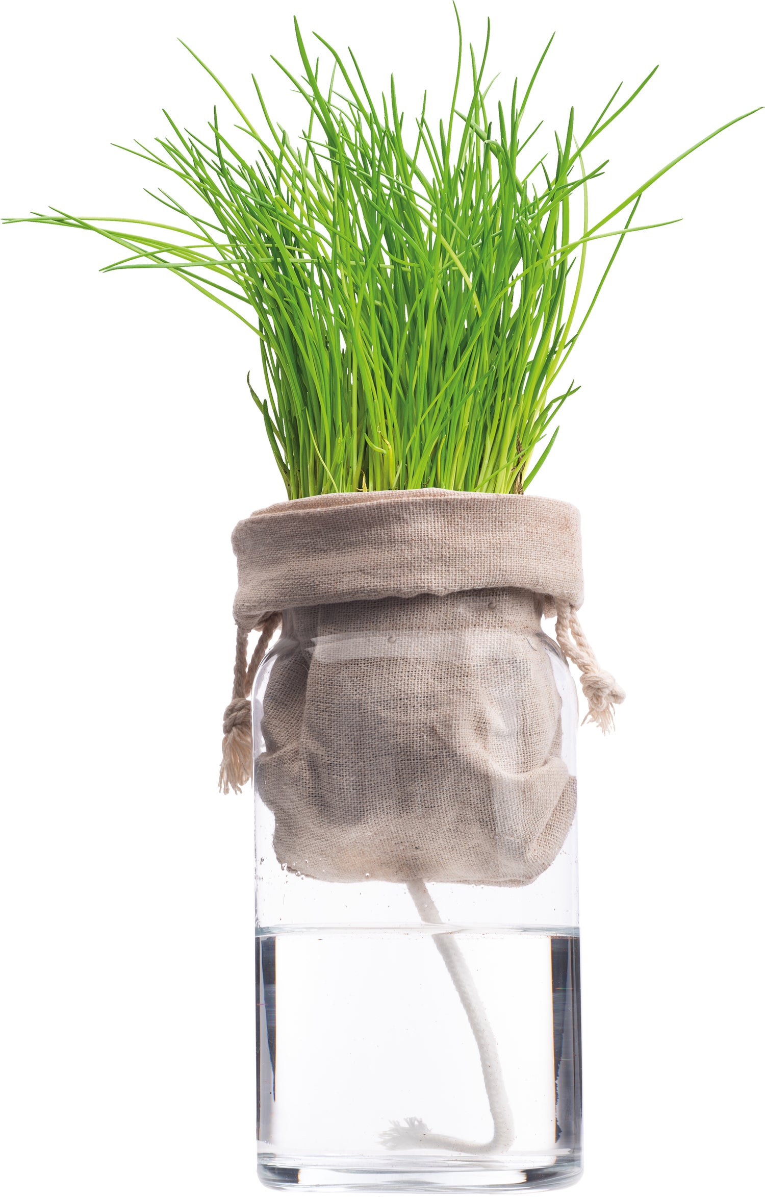 Florex Biologische kruidenset Bieslook (Allium schoenoprasum) zelf bewaterend