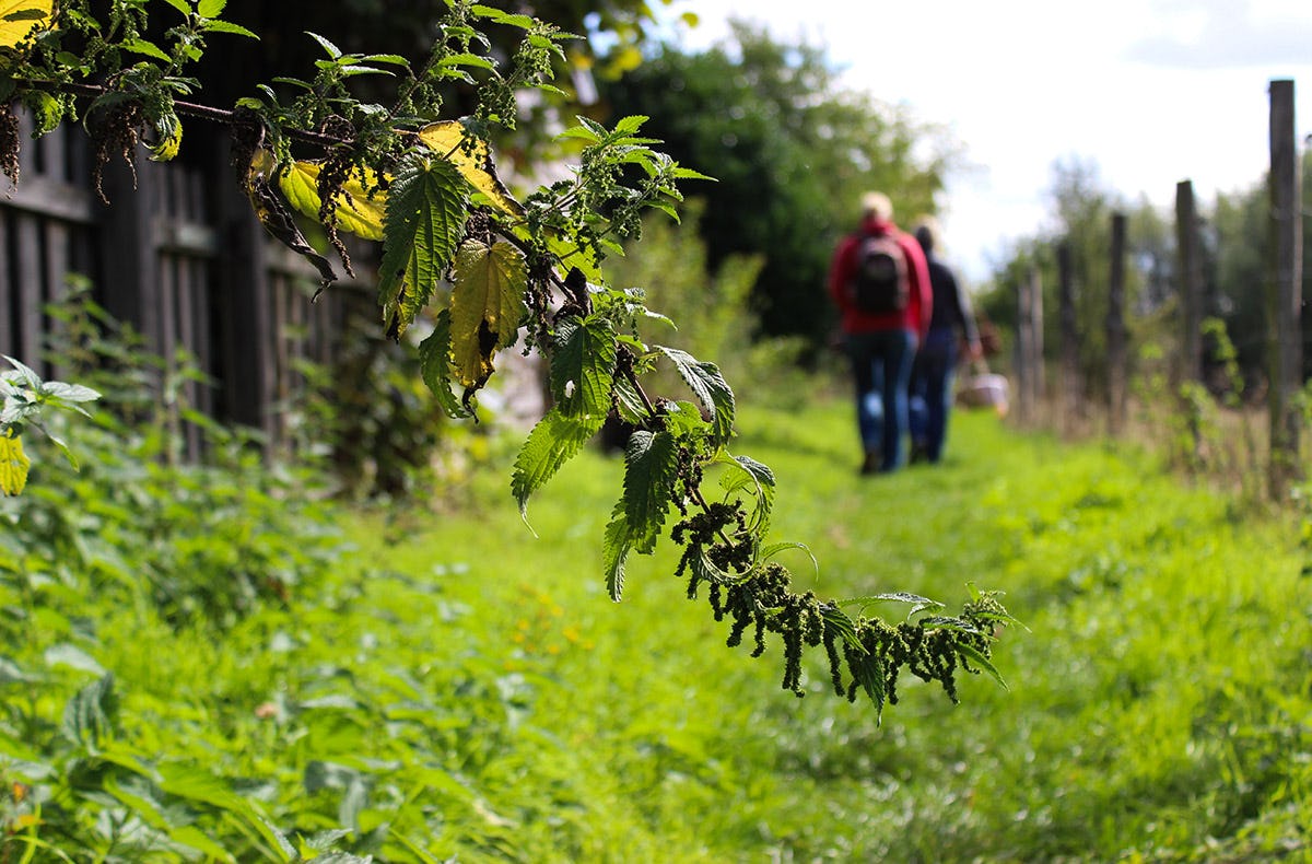 Wildkräuter Kurs Jüchen