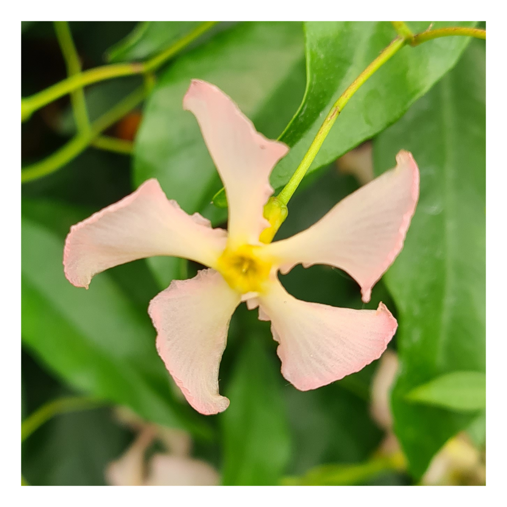 Jasmin étoilé asiaticum rose d'inde/trachelospermum asiaticum 'rose d'inde'[-]godet - 5/20 cm