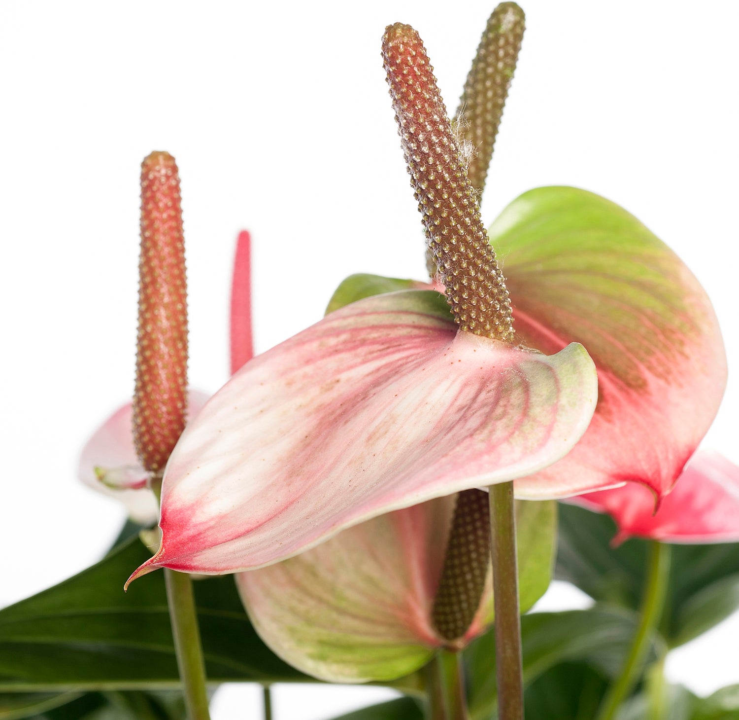 Flamingoplant (Anthurium andreanum 'Amalia Elegance') D 21 H 70 cm