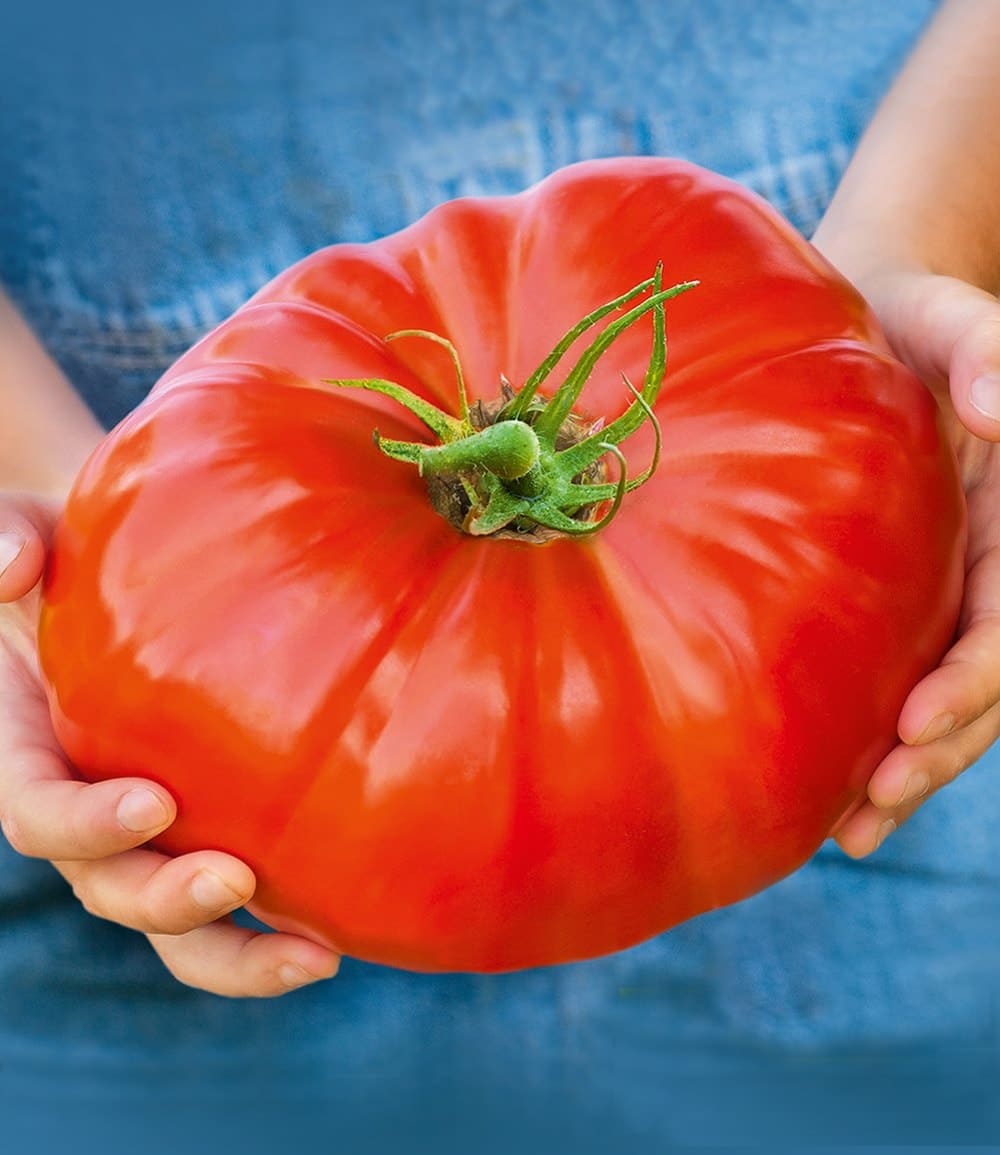 Veredelte Fleisch-Tomate 'Gigantomo' F1