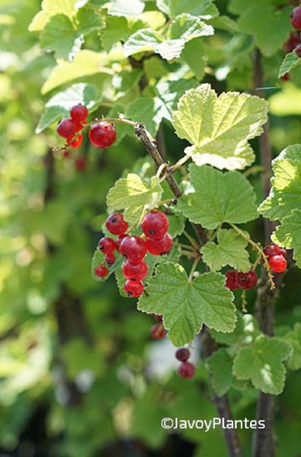 Groseillier à grappes rouges rovada - 1,5l