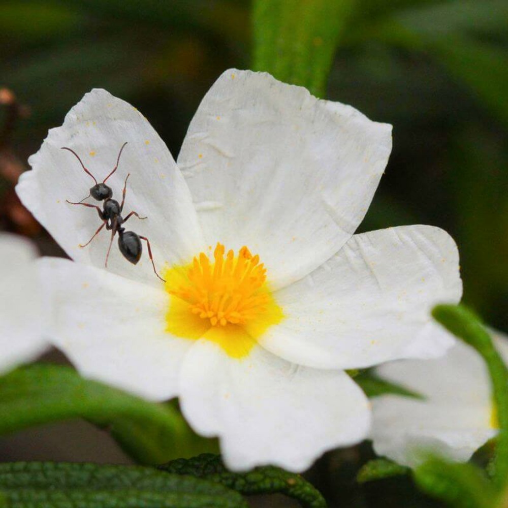 Ciste à feuilles de laurier (cistus laurifolus) - godet - taille 20/40cm