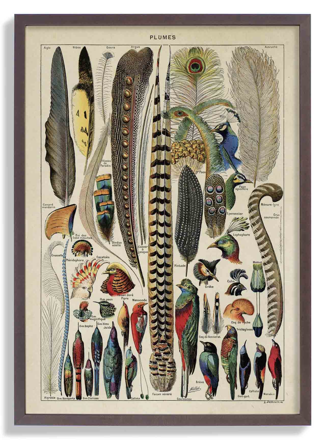Vogelfedern Vintage