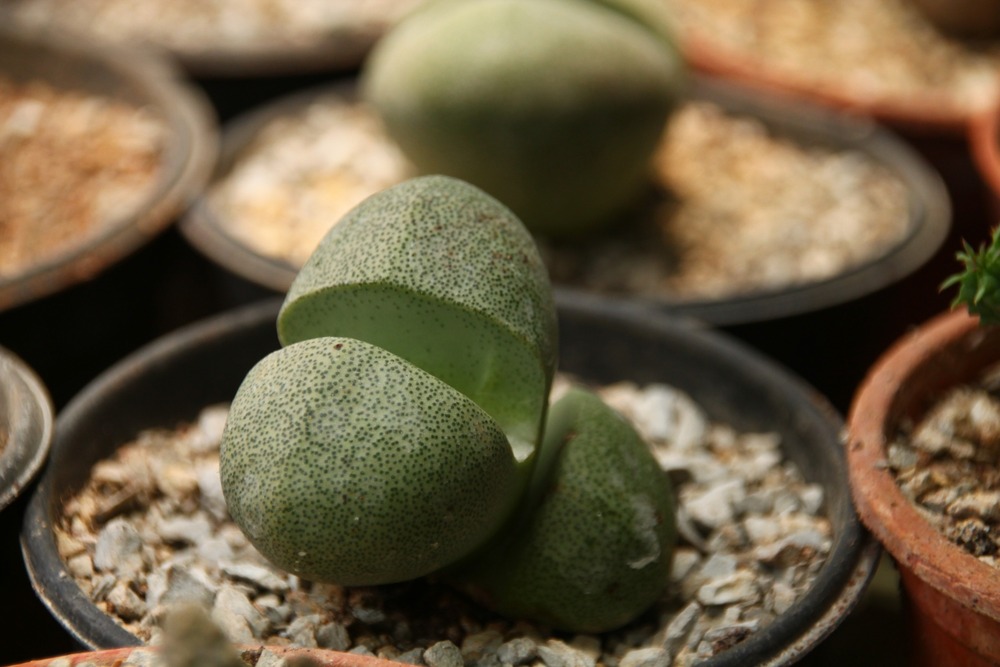 Jardin dans le sac - cleft stone - 40 graines - pleiospilos nelii