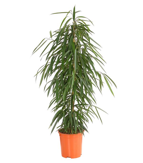 Langblättriger Feigenbaum - Ficus