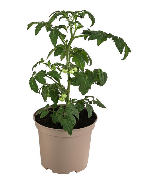 Buschtomate