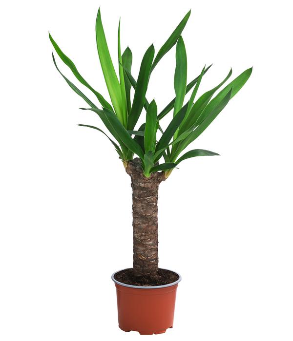 Zimmerpflanzen-Set Tropical, 5-teilig