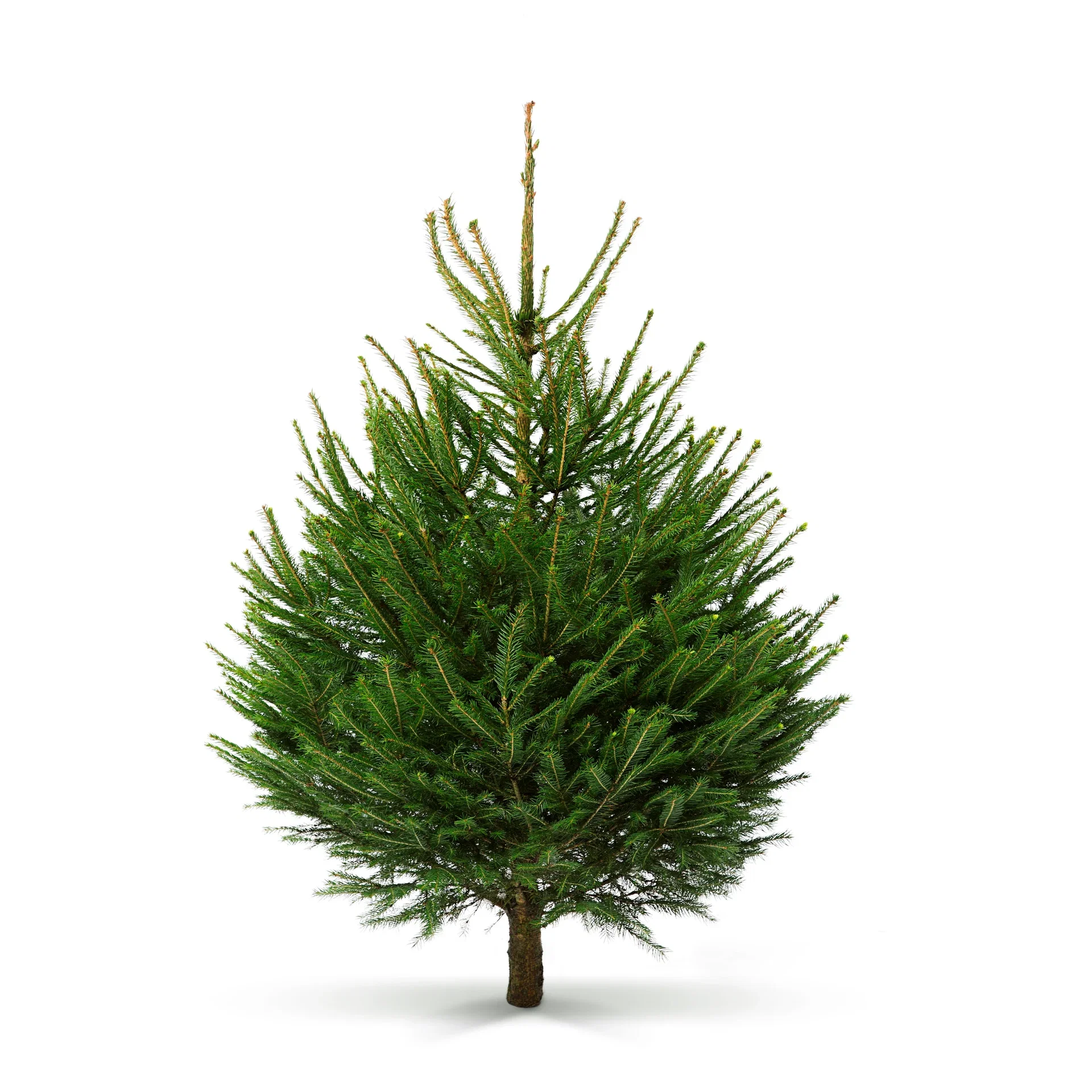 Picea abies Vanlig gran 110-150cm Høyde 110-150 cm