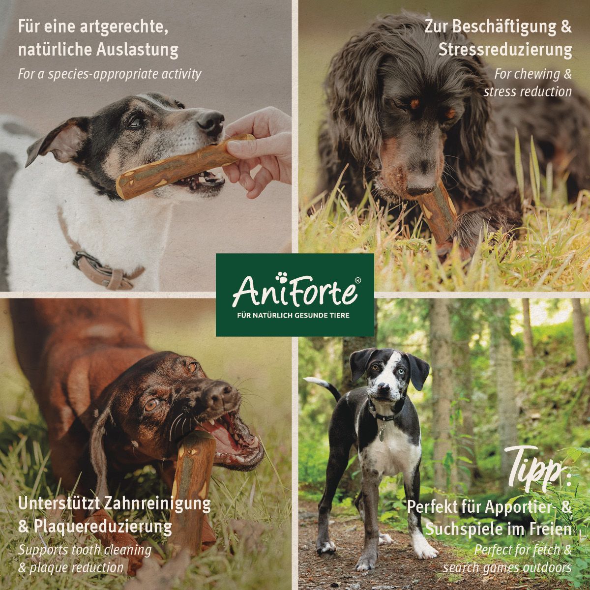 AniForte Olivenholz Large