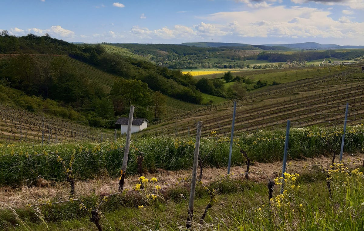 Weinbergrundfahrt Guldental