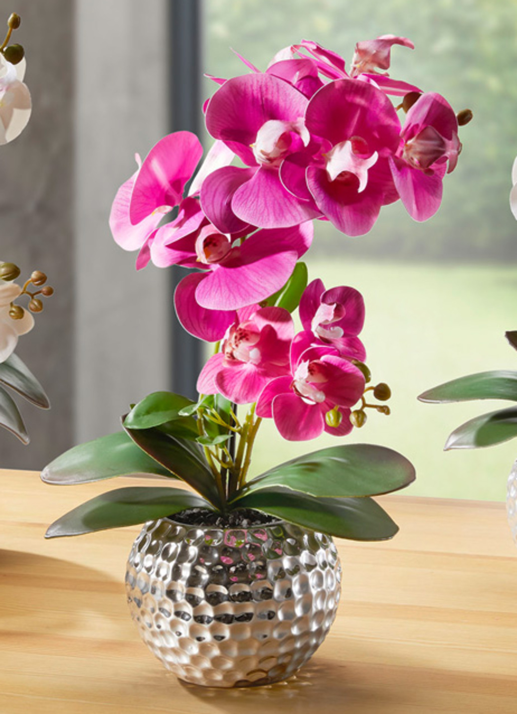 Orchidee Phalaenopsis in Keramikschale