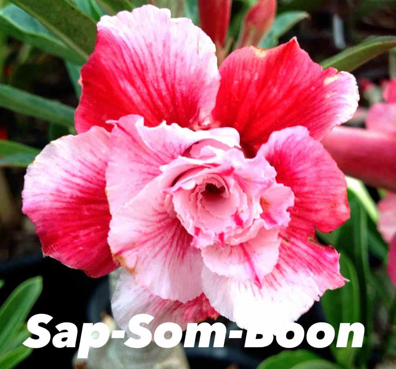 Adenium obesum cv.sap som boon rouge - taille caudex d'environ 300g 20/25cm