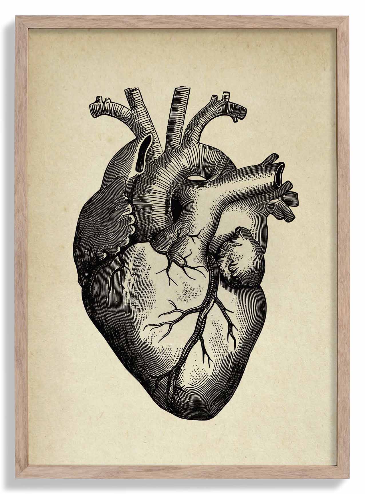 Anatomisches Herz