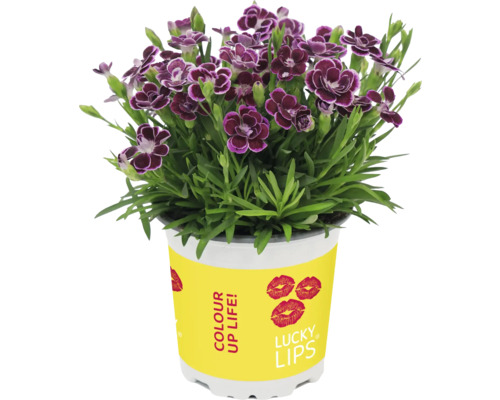 Anjer FloraSelf Dianthus caryophyllus Lucky Lips® Ø 10,5 cm pot willekeurige variëteitselectie