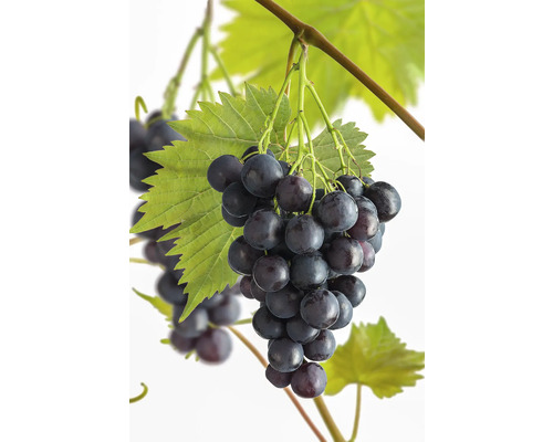Biologische wijndruif/tafeldruif 'Muscat Bleu' FloraSelf Biologische Vitis vinifera 'Muscat Bleu' Co 3 L Bush
