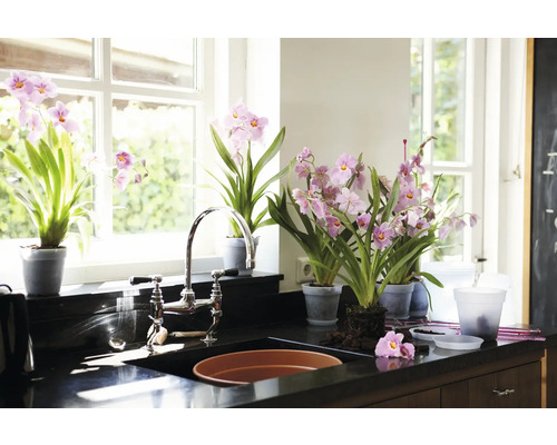 elho Provence orchideeënpot, kunststof, Ø 13 cm, H 12 cm, transparant
