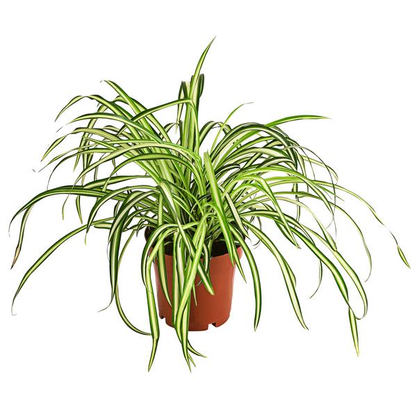 Zimmerpflanzen-Set Botanical Charm, 4-teilig